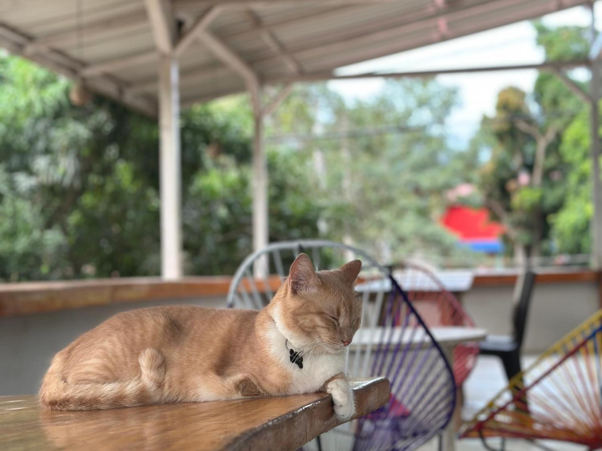 Casa Colibri Palomino Hotel ภายนอก รูปภาพ